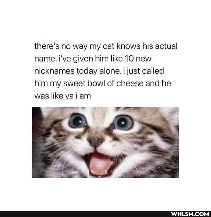there's no way my cat knows his actual name. i've given him like 10 new nicknames today alone. i just called him my sweet bowl of cheese and he was like ya tam