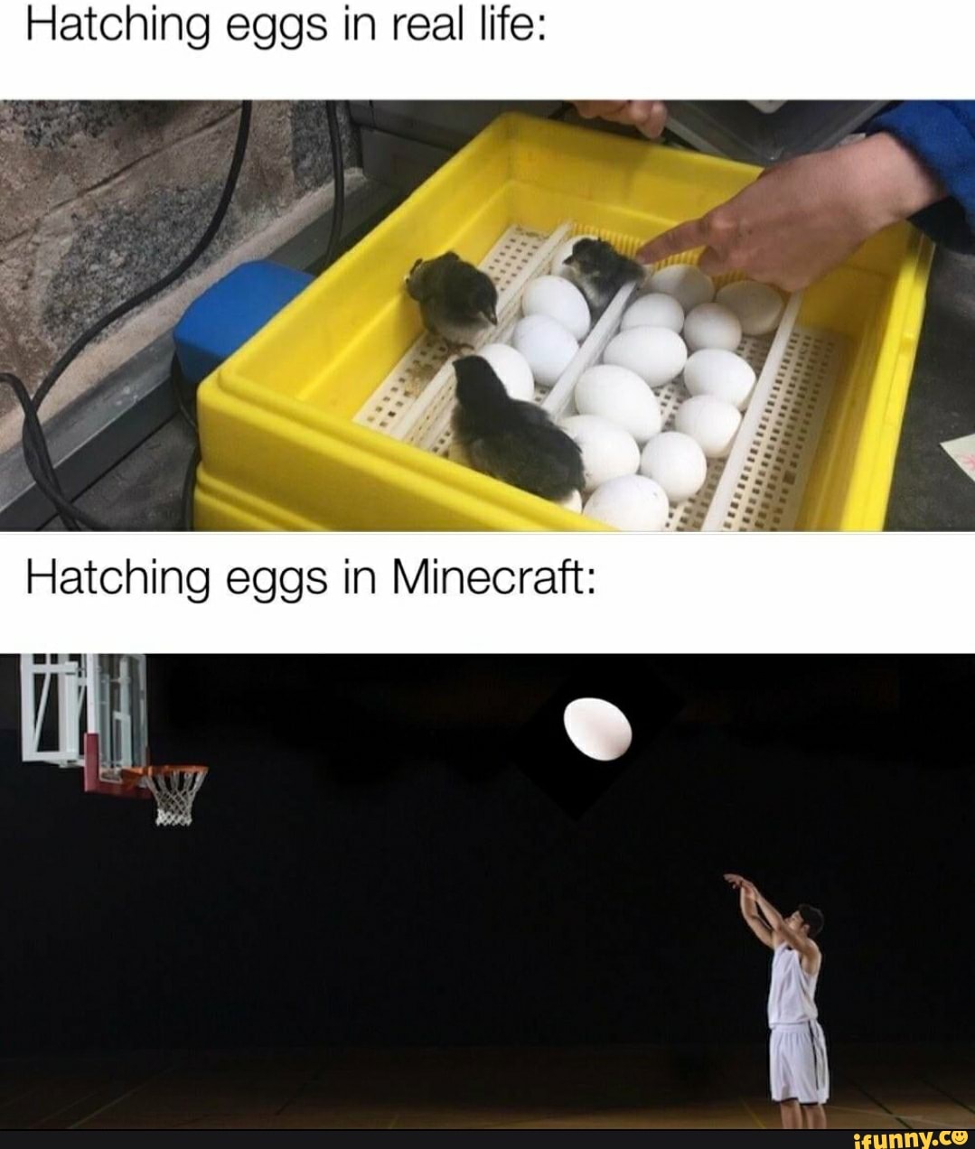 Hatching eggs in real life: