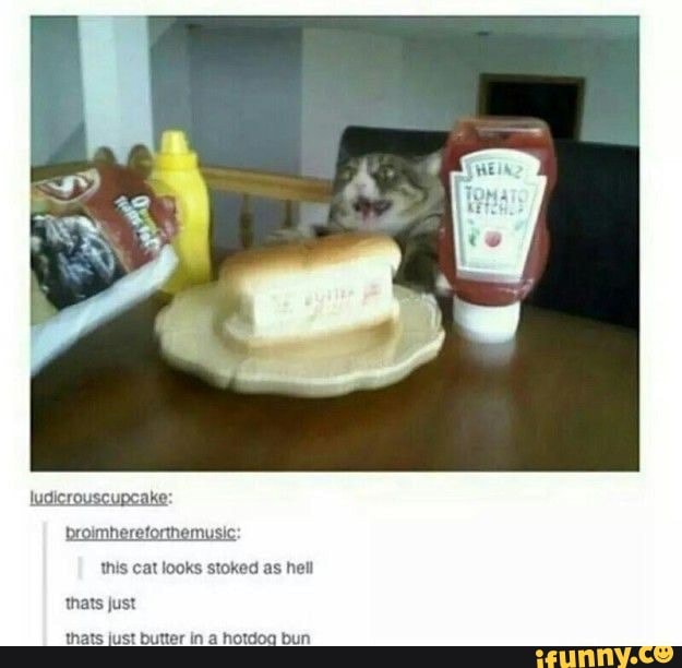 this cat looks stoked as hell
ludicrouscupcake:
broimhereforthemusic:
thats just
thats just butter in a hotdog bun