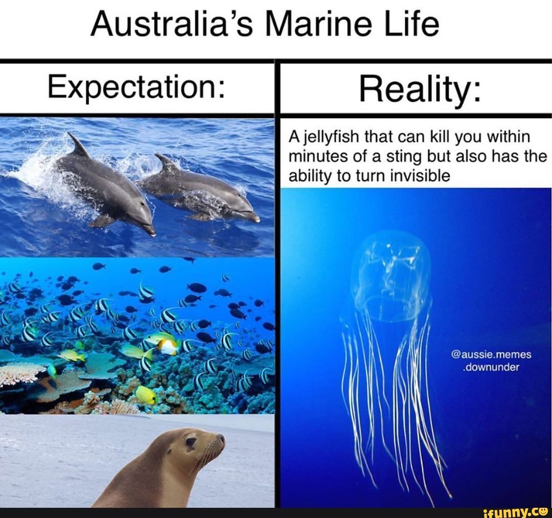 Australia's Marine Life Expectation: Reality: A jellyfish that can kill ...