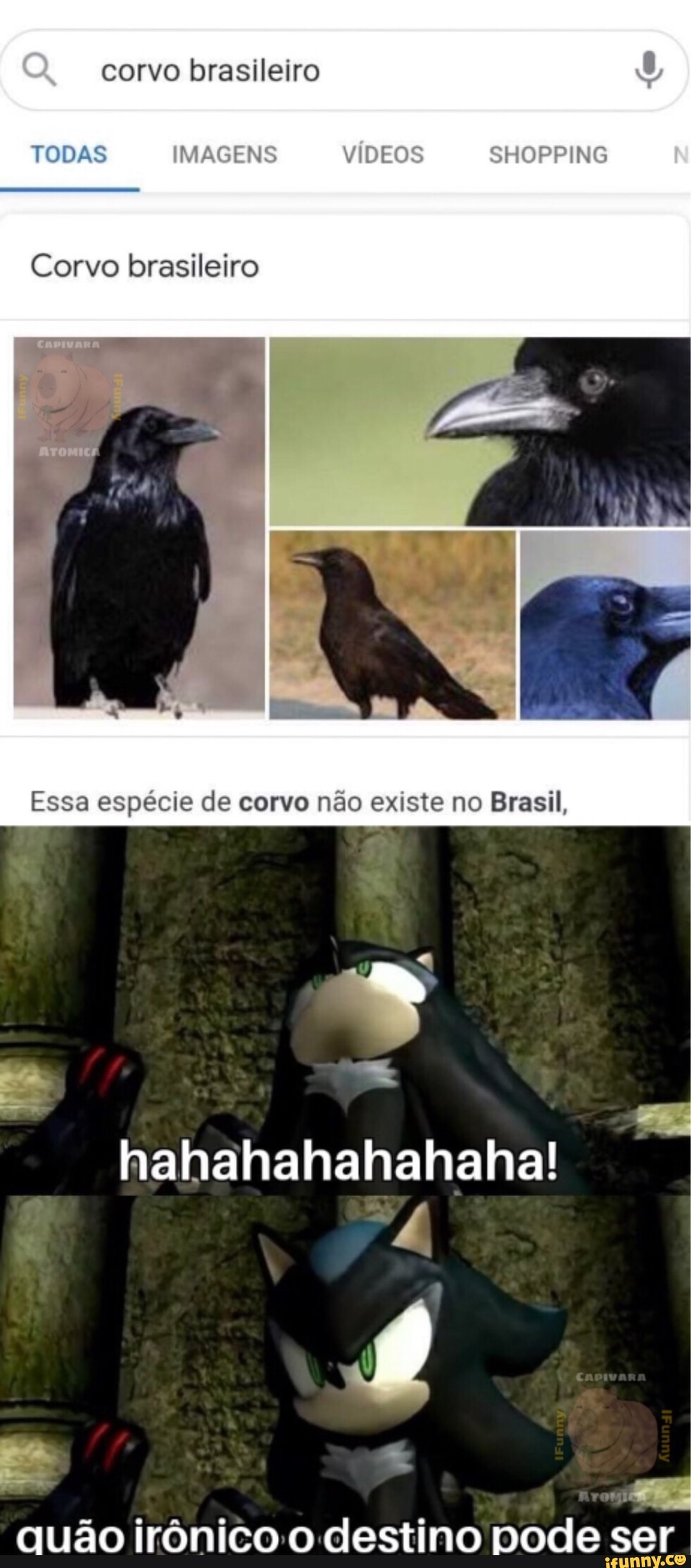 corvo brasileiro
TODAS IMAGENS VIDEOS SHOPPING
Corvo brasileiro
Aromicr
Essa espécie de corvo não exíste no Brasil,
nalhahahahalhalha!
quão irônico destino pode ser
