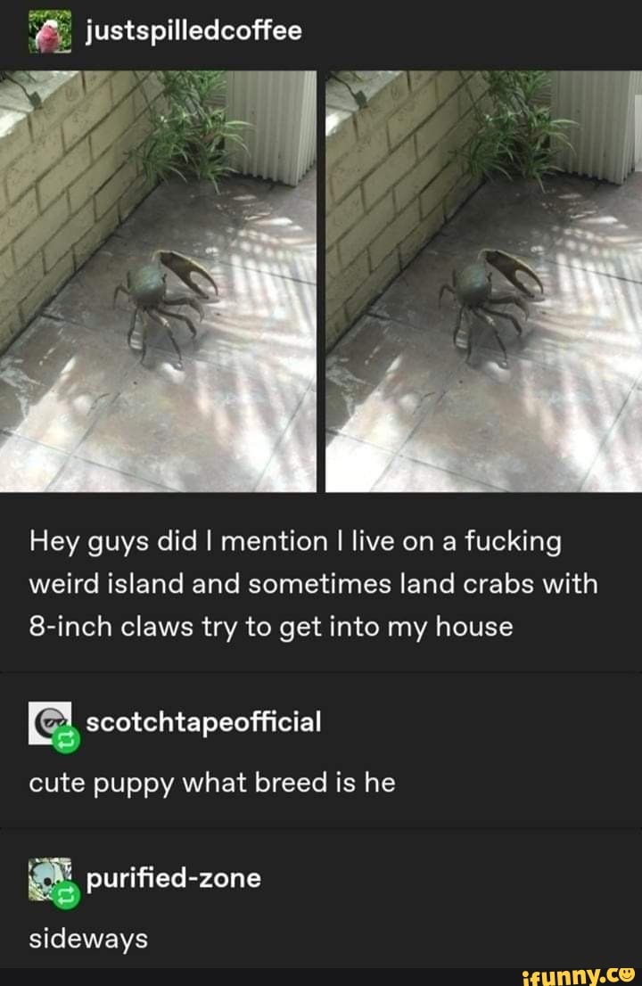 Hey guys did I mention I live on a fucking
weird island and sometimes land crabs with
8-inch claws try to get into my house
cute puppy what breed is he