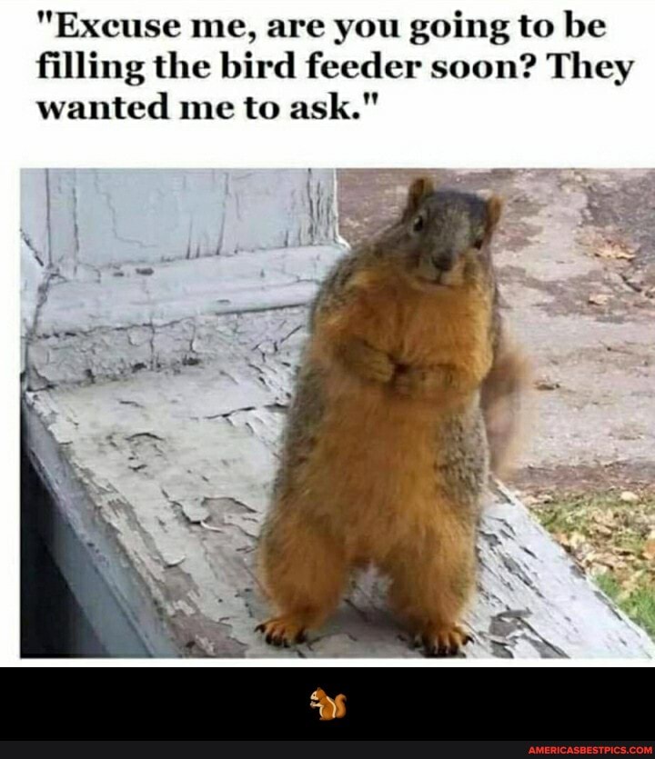 "Excuse me, are you going to be filling the bird feeder soon? They wanted me to ask." - 🐿