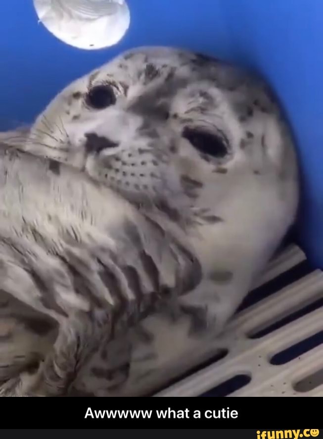 Awwwww what a cutie - Awwwww what a cutie
