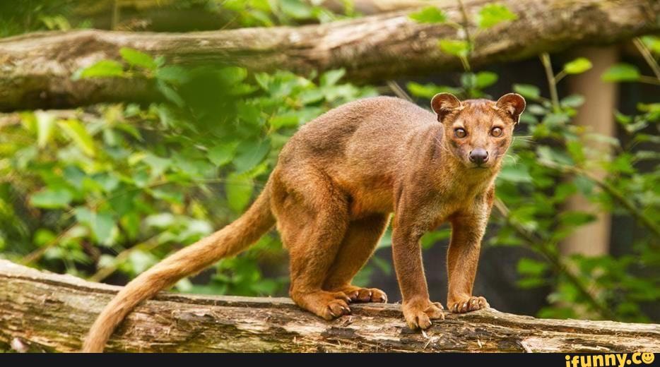 Fossa memes. Best Collection of funny Fossa pictures on iFunny