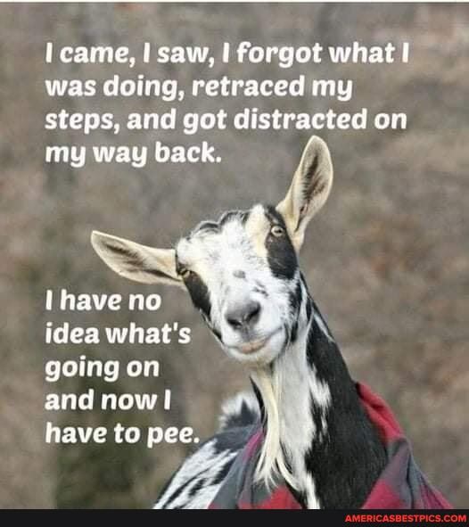 came, saw, I forgot what I
was doing, retraced my steps, and got distracted on my way back.
have no idea what's going on and now!
have to pee.