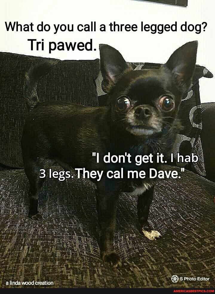 What do you call a three legged dog?
Tri pawed.
"I don't get it. I ha
3 legs. They cal me Dave."
: NY
@\s Photo Editor