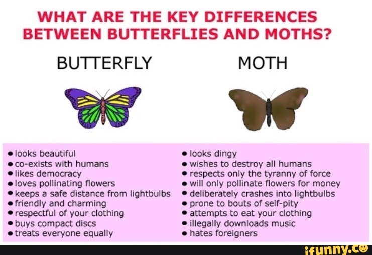 Группа сила моли песни. Бабочка на английском языке. Мотылек на английском. Бабочка на английском языке перевод. Butterfly vs Moth.