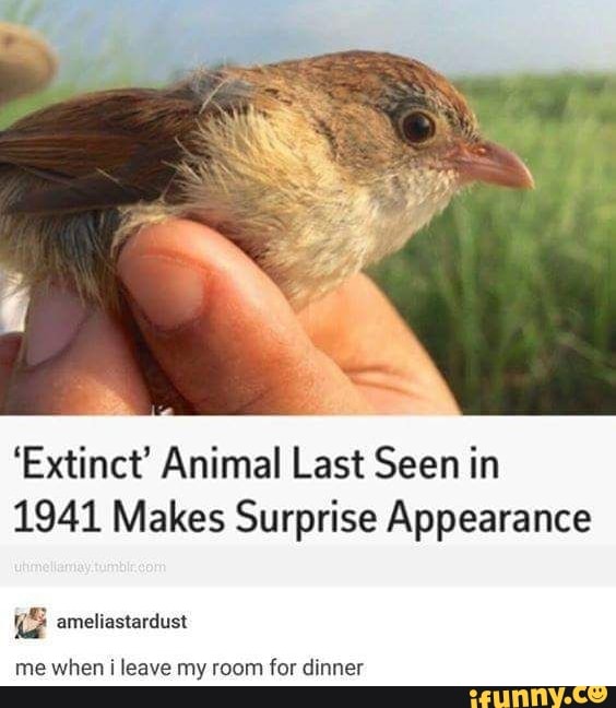'Extinct' Animal Last Seen in
1941 Makes Surprise Appearance
me when i leave my room for dinner