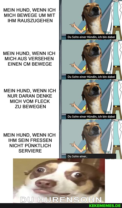 MEIN HUND, WENN ICH MICH BEWEGE UM MIT IHM RAUSZUGEHEN
MEIN HUND, WENN ICH MICH AUS VERSEHEN EINEN CM BEWEGE
MEIN HUND, WENN ICH NUR DARAN DENKE MICH VOM FLECK ZU BEWEGEN
MEIN HUND, WENN ICH IHM SEIN FRESSEN NICHT PÜNKTLICH
SERVIERE