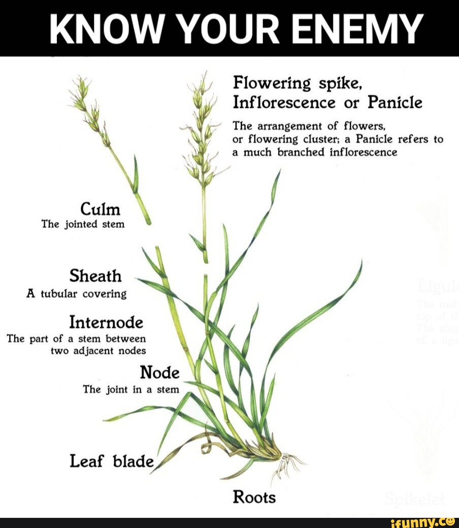 KNOW YOUR ENEMY Flowering spike, Inflorescence or Panicle The arrangement of flowers. or