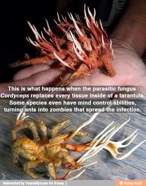 replaces eve!
Some,species even have mind contro
u
ints into zombies that spre}