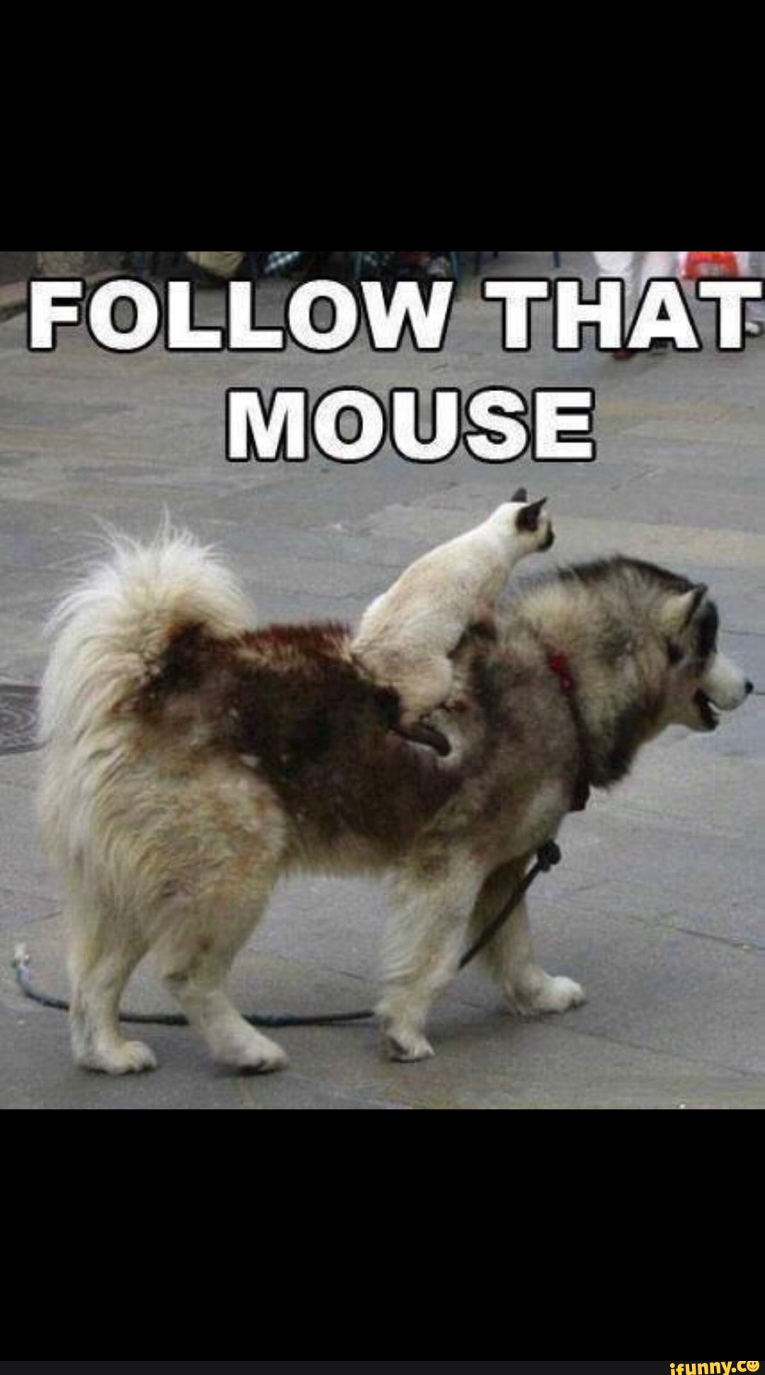 FOLLOW THAT MOUSE