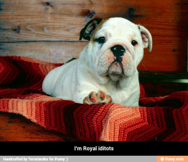 I'm Royal iditots