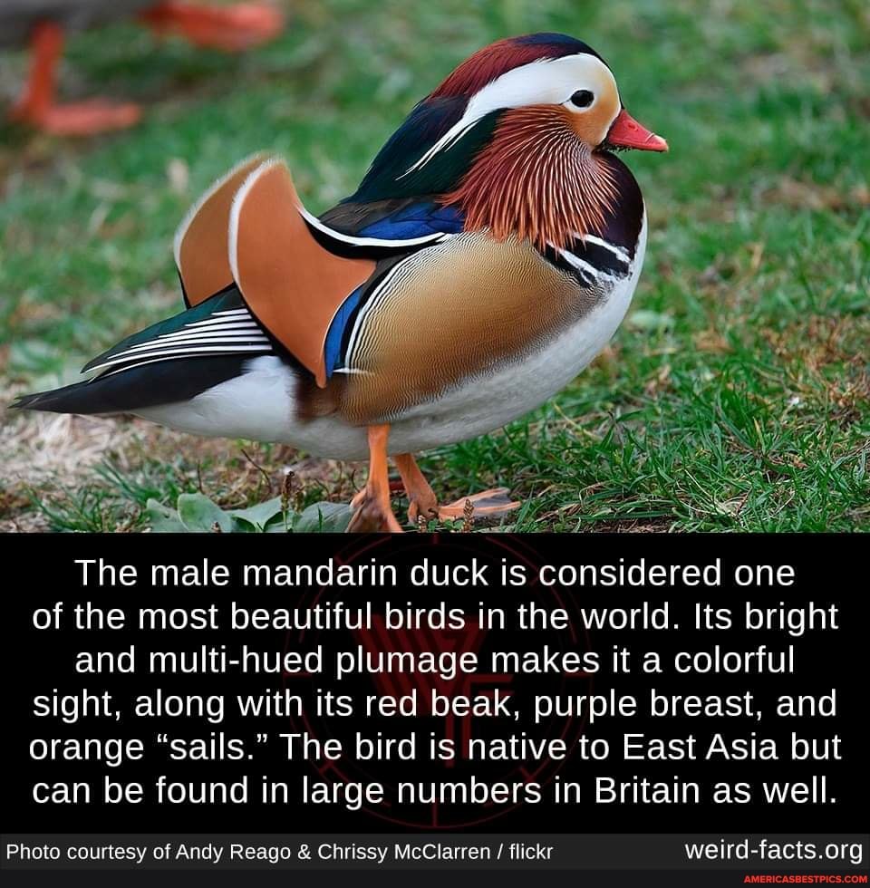 The male mandarin duck is considered one
of the most beautiful birds in the world. Its bright and multi-hued plumage makes it a colorful
sight, along with its red beak, purple breast, and
orange "sails." The bird is native to East Asia but
can be found in large numbers in Britain as well.
Photo courtesy of Andy Reago & Chrissy McClarren / flickr