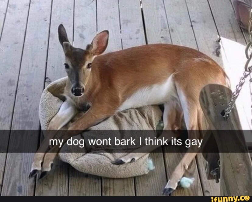 My dog wont bark I think its gay I iFunny