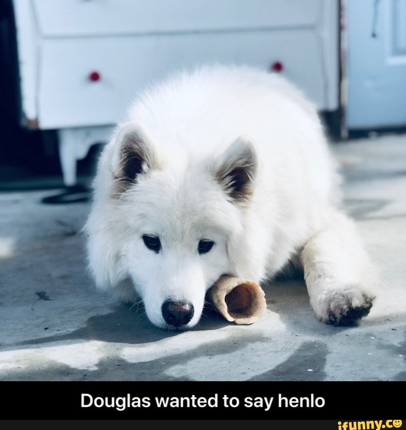 Douglas wanted to say henlo - Douglas wanted to say henlo