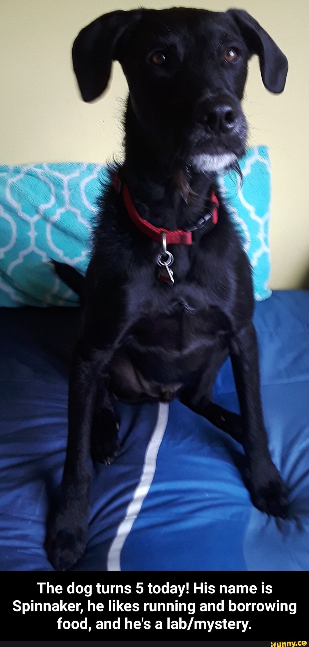 The dog turns 5 today! His name is
Spinnaker, he likes running and borrowing food, and he's a - The dog turns 5 today! His name is Spinnaker, he likes running and borrowing food, and he's a lab/mystery.