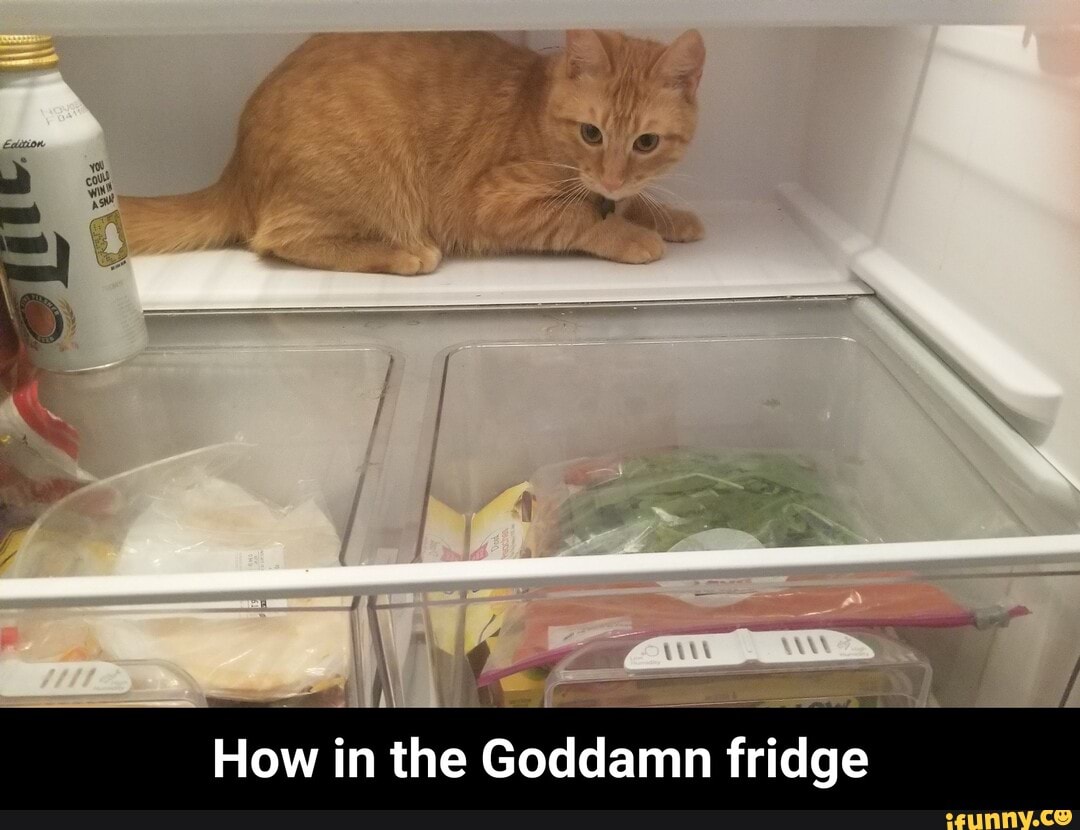 How in the Goddamn fridge - How in the Goddamn fridge