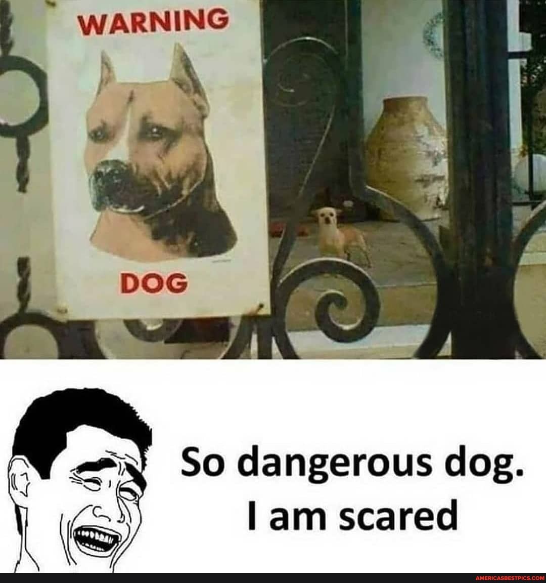 WARNING
So dangerous dog.
am scared