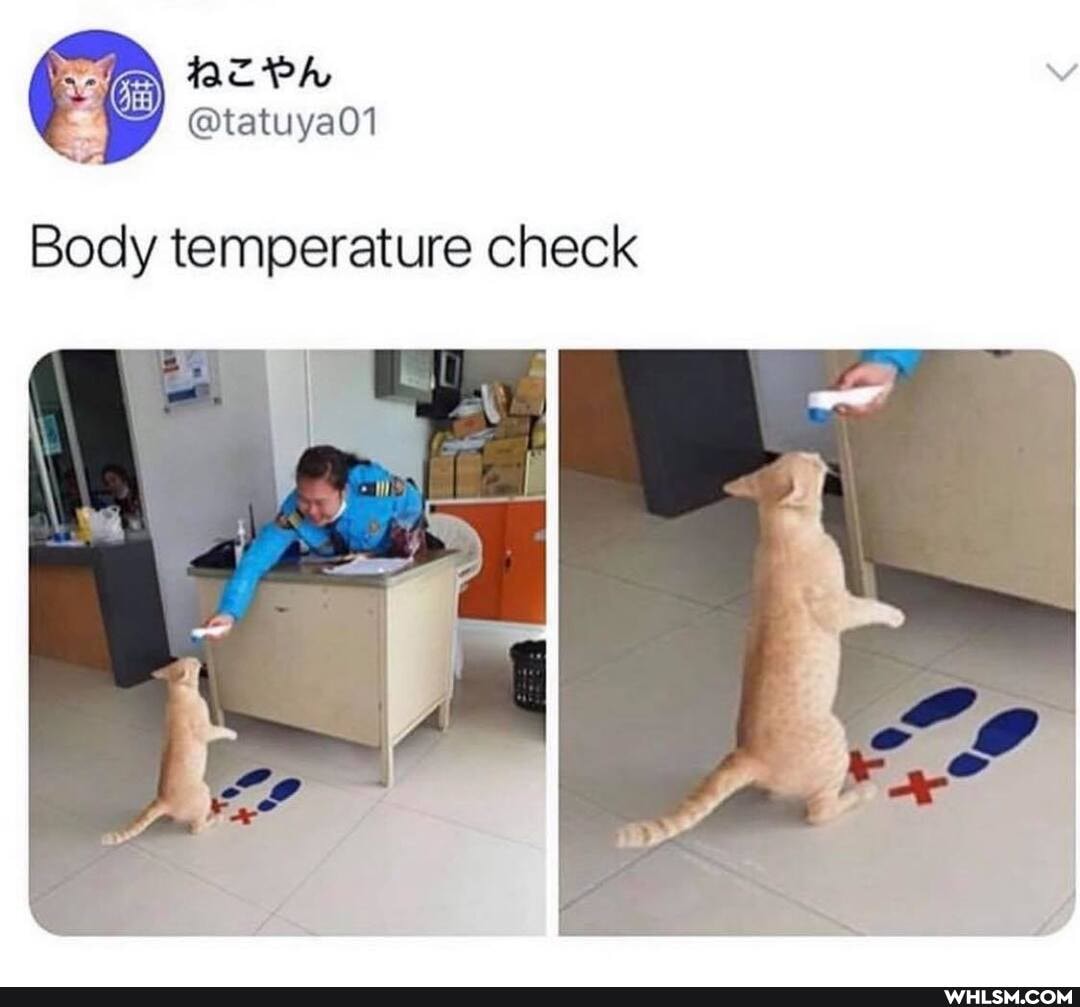 vi
@tatuya01
Body temperature check