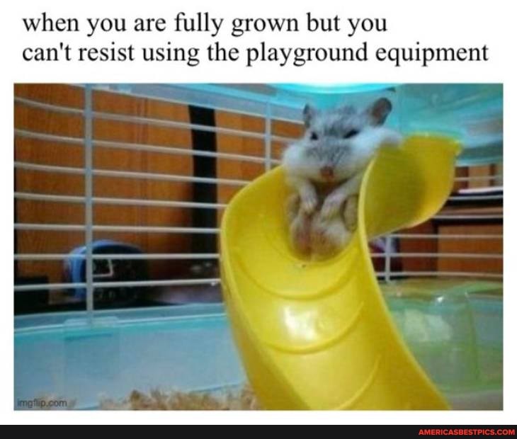 when you are fully grown but you can't resist using the playground equipment