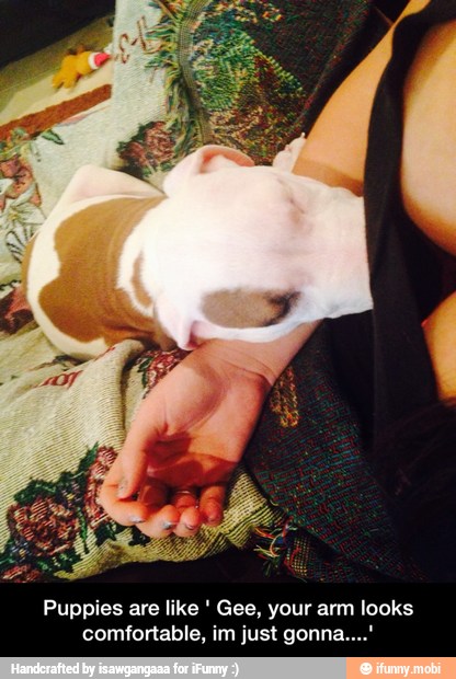 Puppies are like Gee, your arm looks
comfortable, im just gonn: - Puppies are like ' Gee, your arm looks comfortable, im just gonna....'