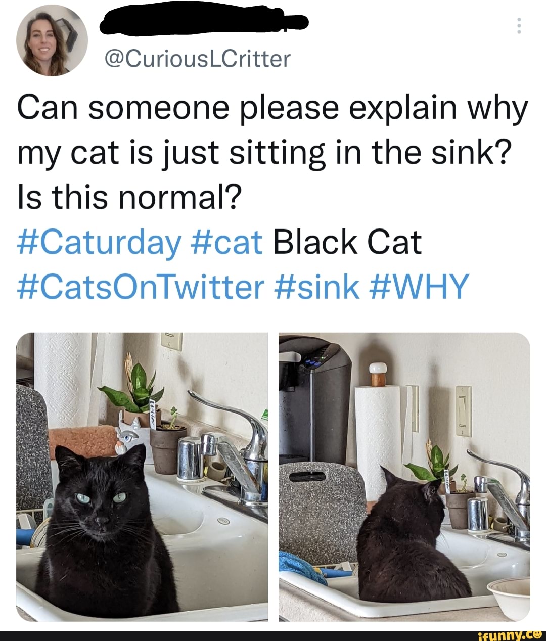 CuriousLCritter Can someone please explain why my cat is just sitting