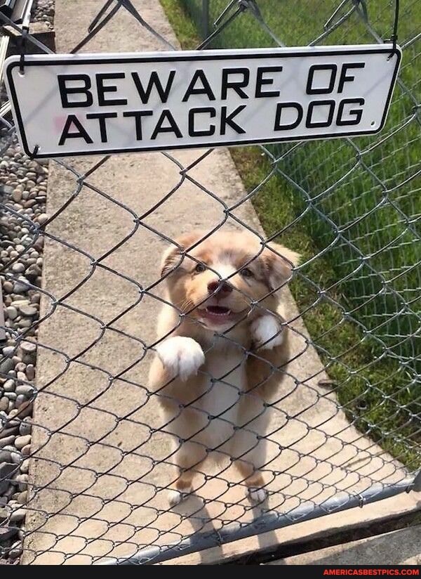 GEWARE OF ATTACK DOG