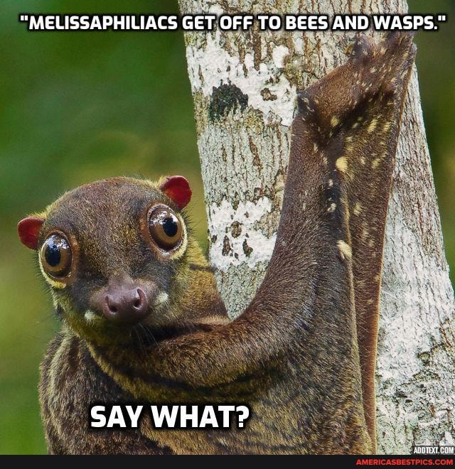 Wasps Memes Best Collection Of Funny Wasps Pictures On America S Best Pics And Videos