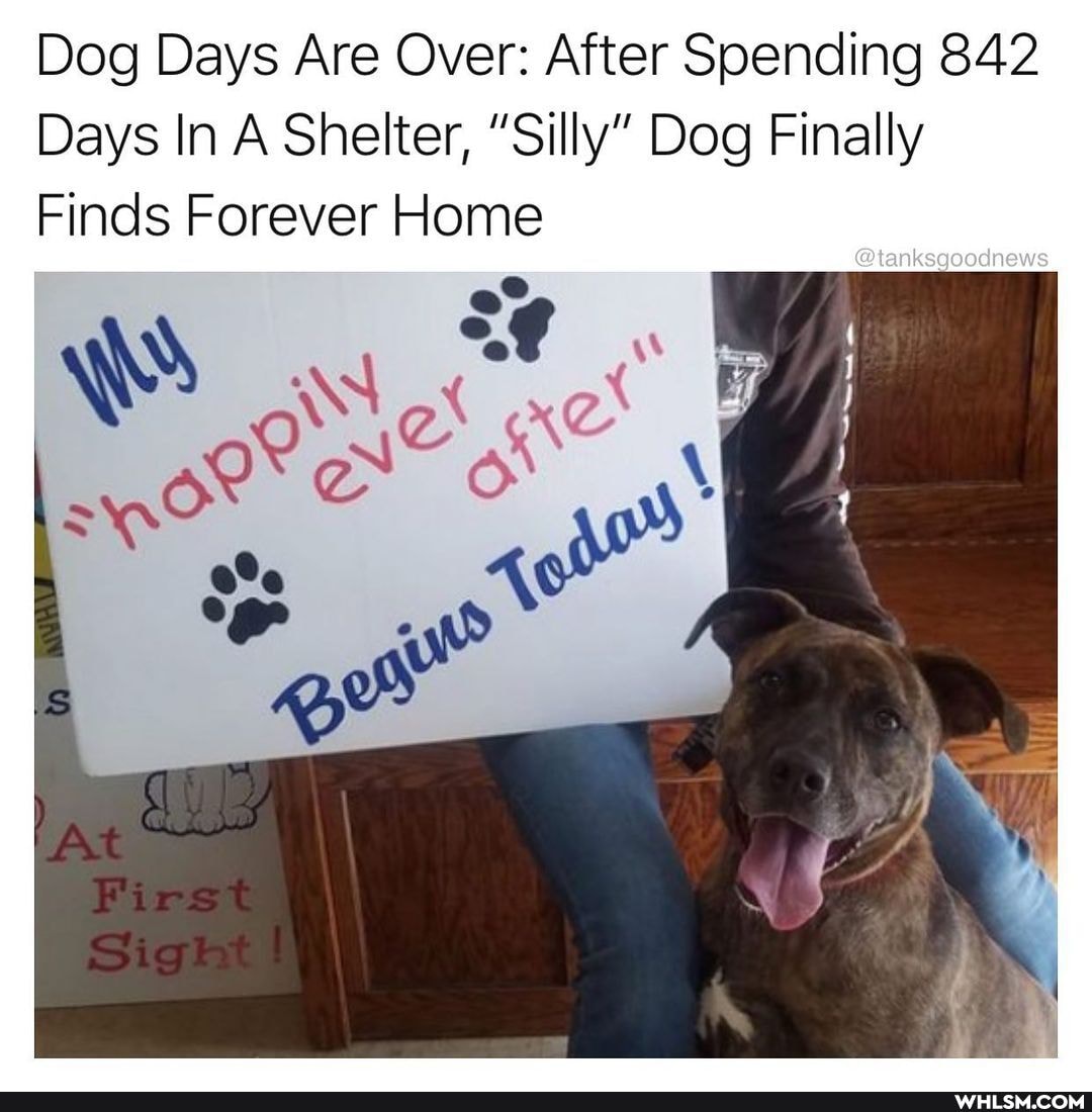 Dog Days Are Over: After Spending 842
Days In A Shelter, "Silly" Dog Finally
Finds Forever Home
@enksgoodnews