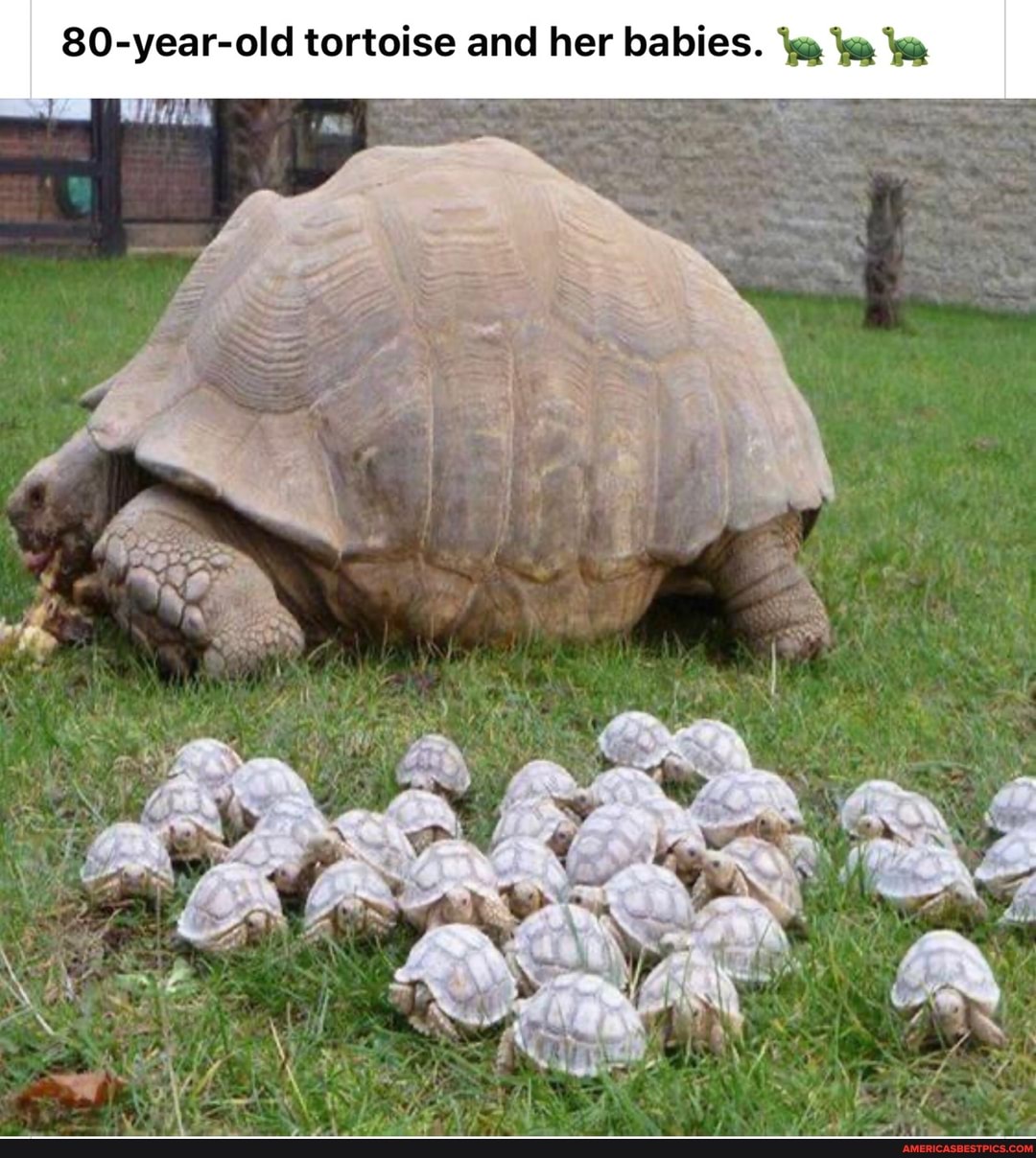 80-year-old tortoise and her babies.