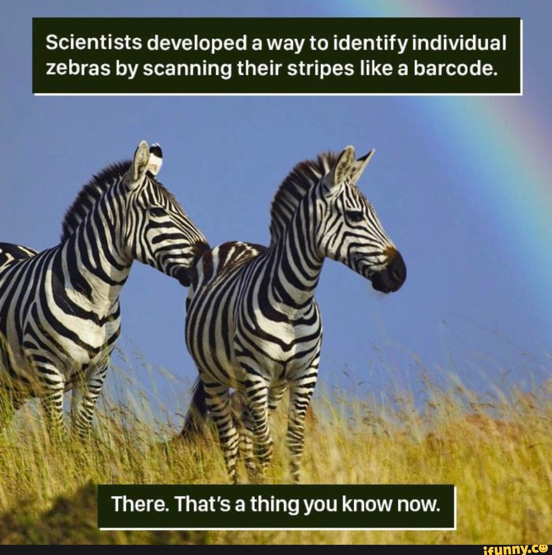 Scientists developed a way to identify individual zebras by scanning