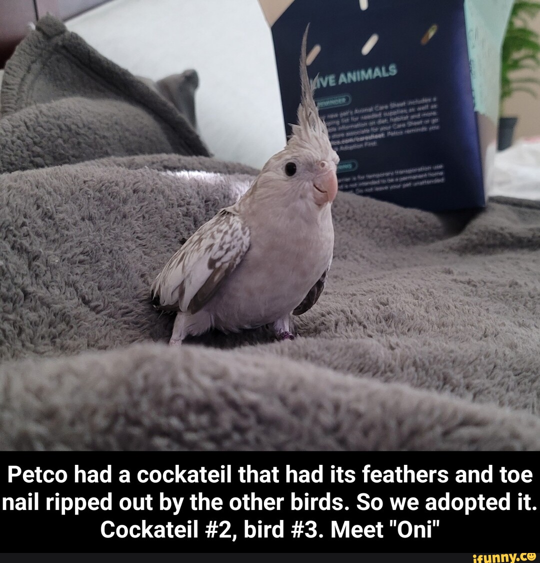 , ES op Petco had a cockateil that had its feathers and toe nail ripped