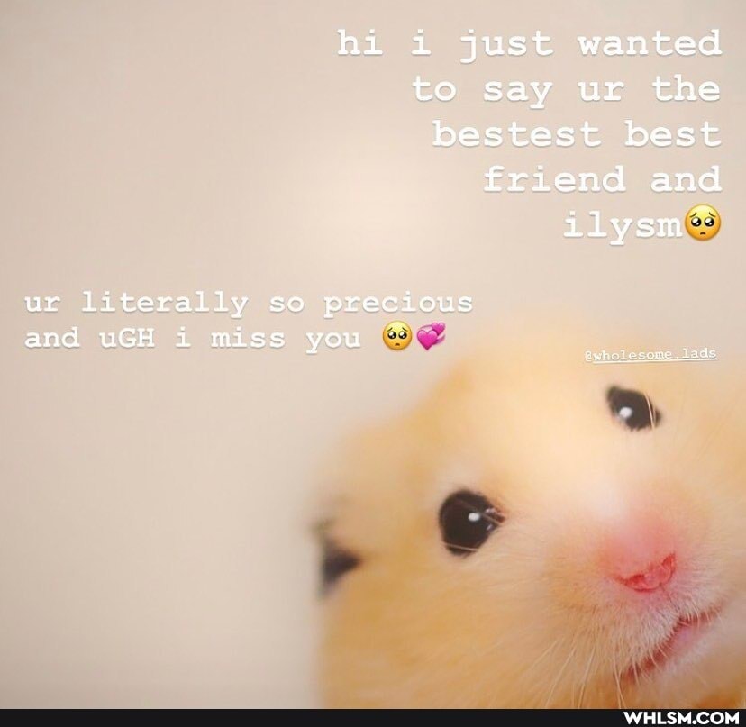hi i just wanted to say ur the bestest best friend and ilysm~
ur literally so precious
and uGH i miss you