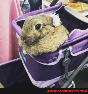 went, san, francisco, saw, rabbit, stroller, flower