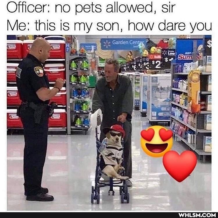 Officer: no pets allowed, sir
Me: this is my son, how dare you