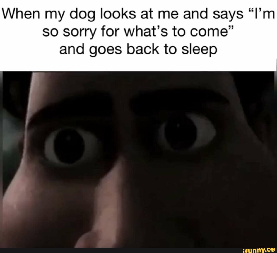 When my dog looks at me and says "I'm so sorry for what's to come" and goes back to sleep iFunny