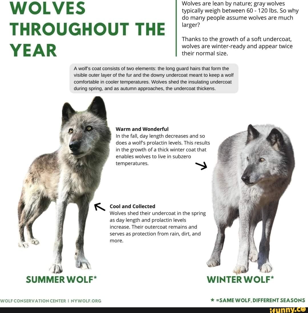 WOLVES Wolves are lean by nature; gray wolves typically weigh between ...