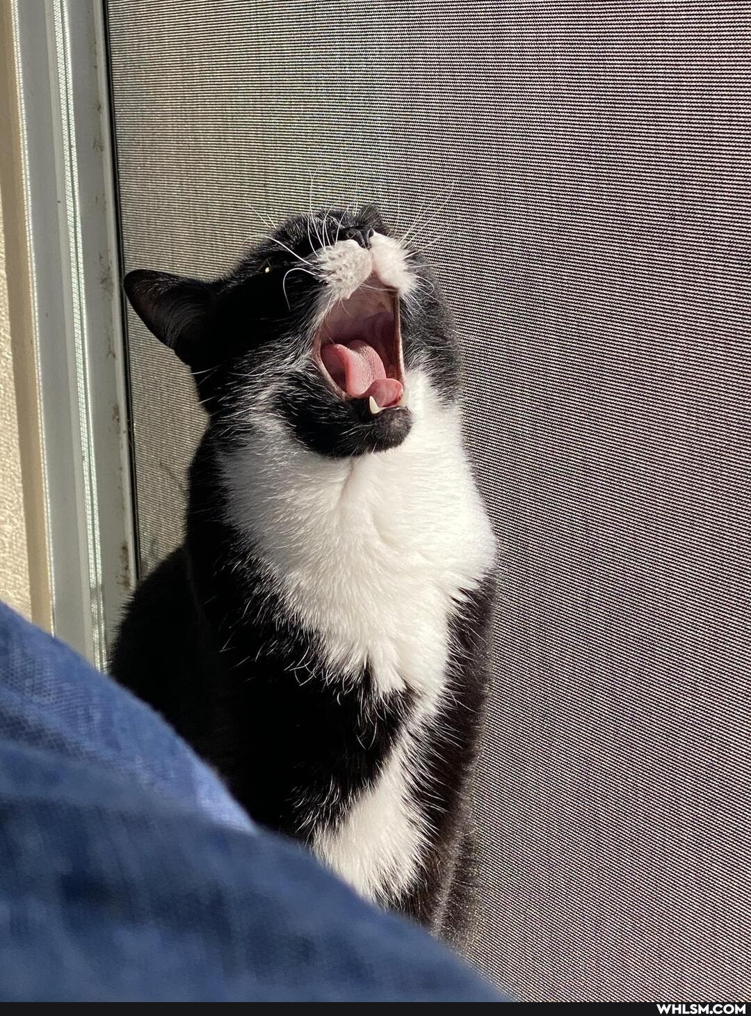 derp, cat