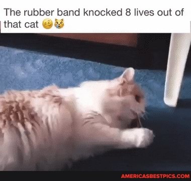 The rubber band knocked 8 lives out of that cat