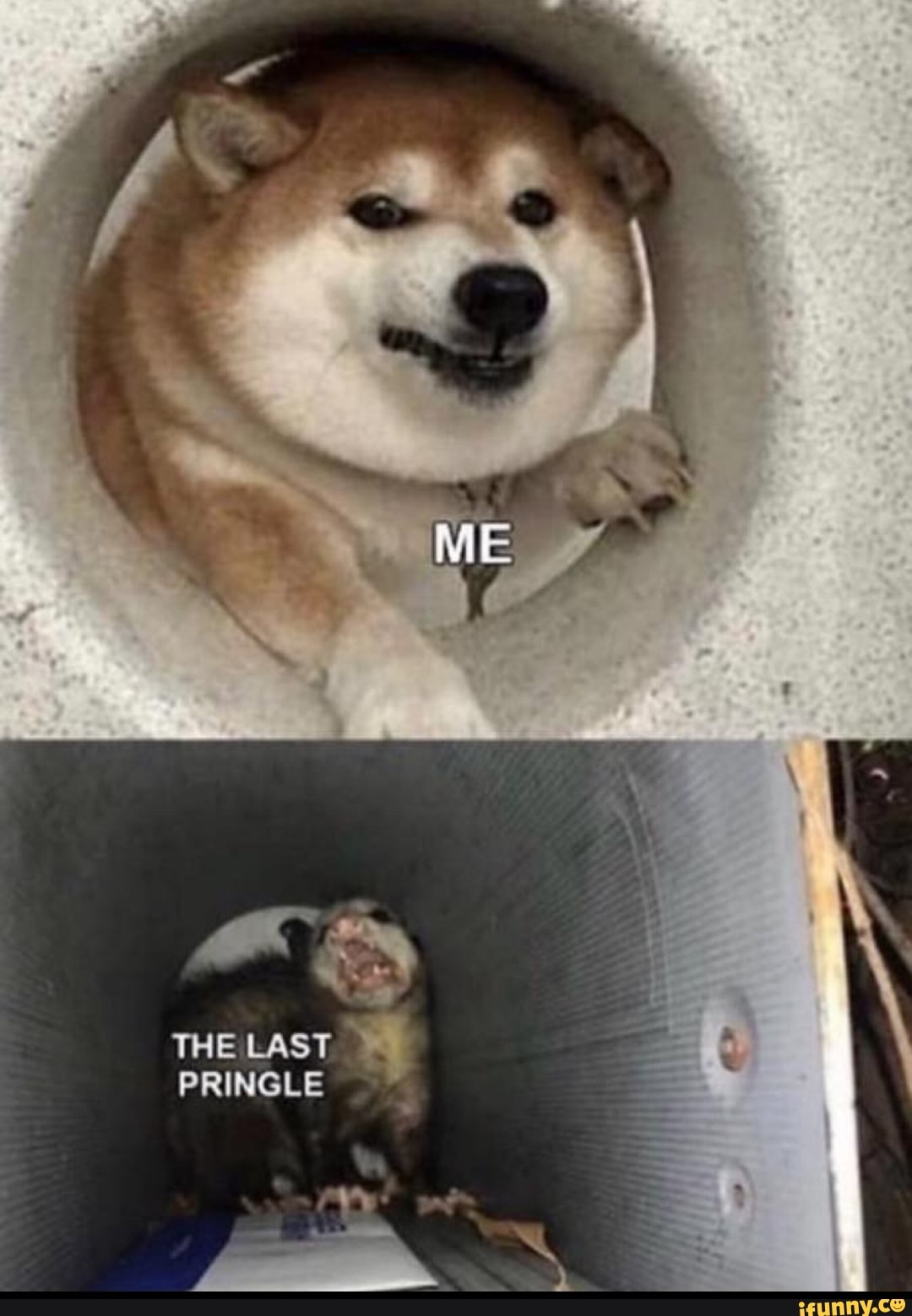 THE LAST PRINGLE