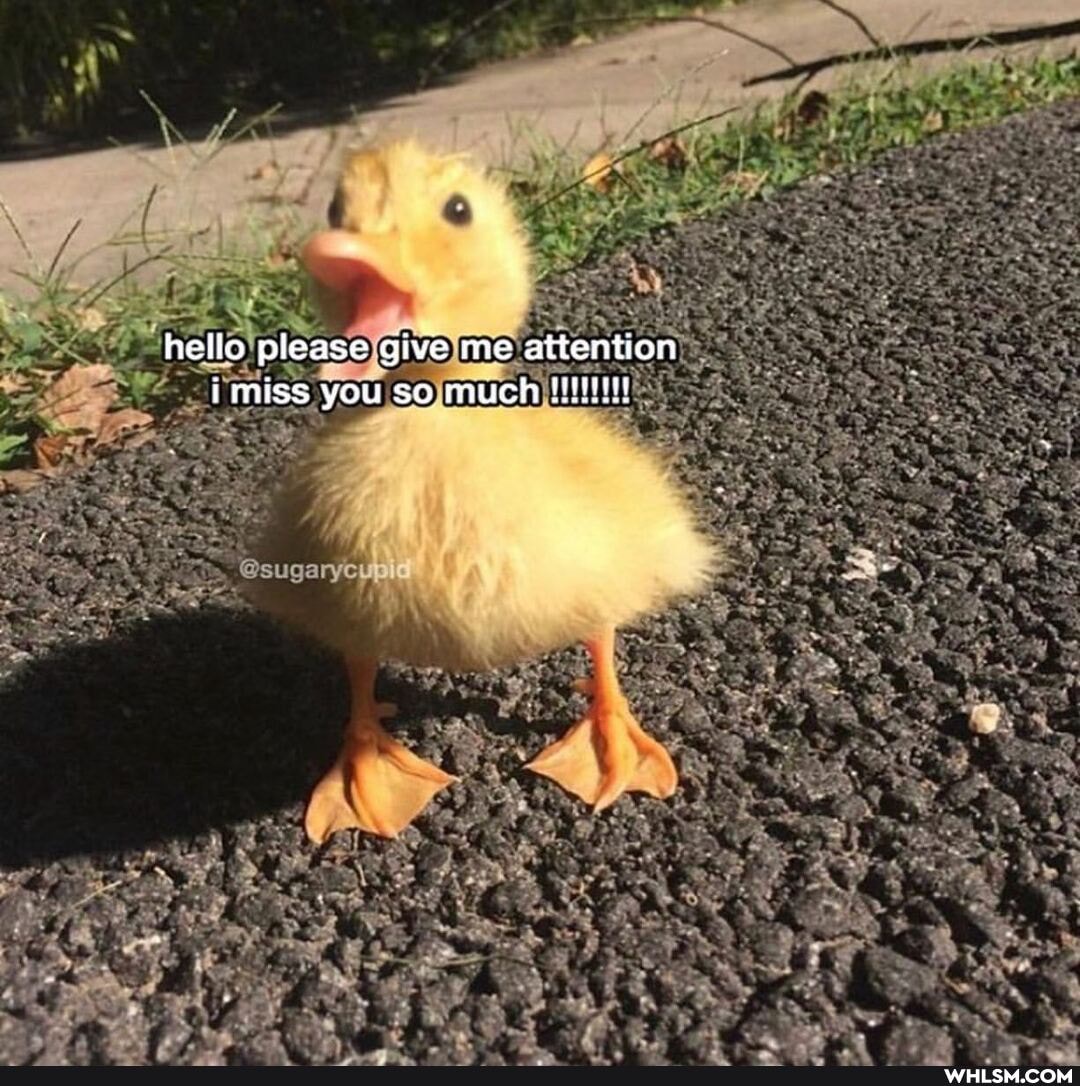 hello please give me attention
much