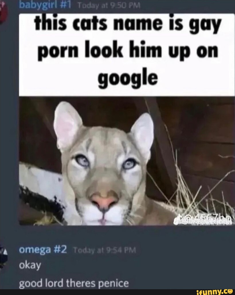 Babygirl #1 this cats name Is gay porn look him up on google omega #2 okay  good lord theres penice - iFunny Brazil