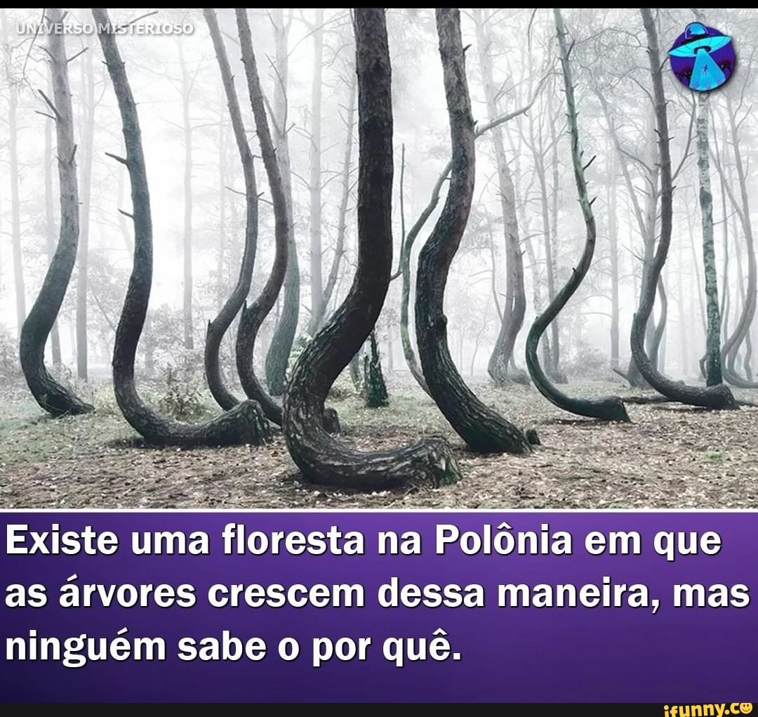 Existe uma floresta na Polônia em que as árvores crescem dessa maneira, mas ninguém sabe o por quê.