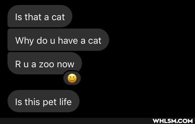 Is that a cat
Why do u have a cat
Rua zoo now
Is this pet life