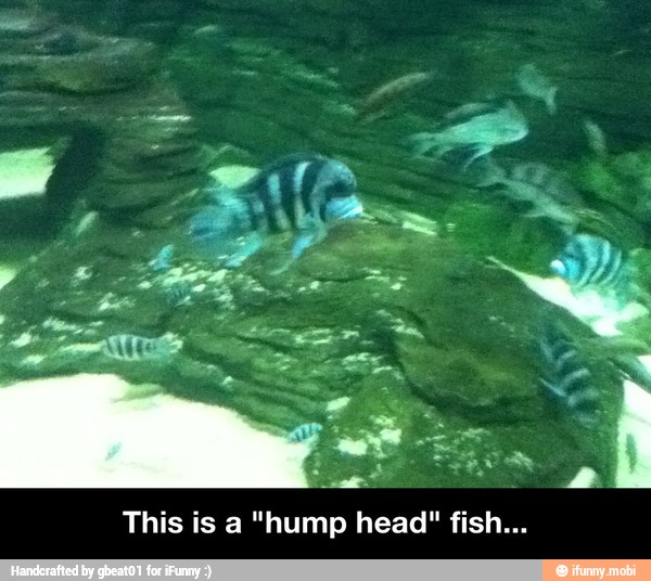 This is a "hump head" fish...