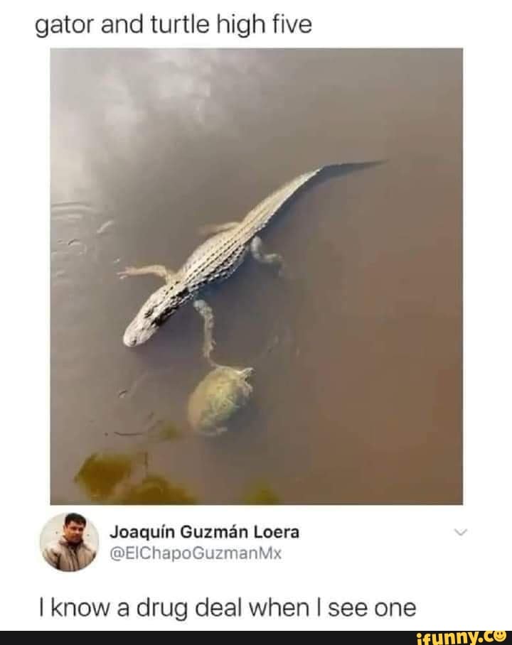 gator and turtle high five
Joaquin Guzman Loera q @EIChapoGuzmanMx
I know a drug deal when I see one