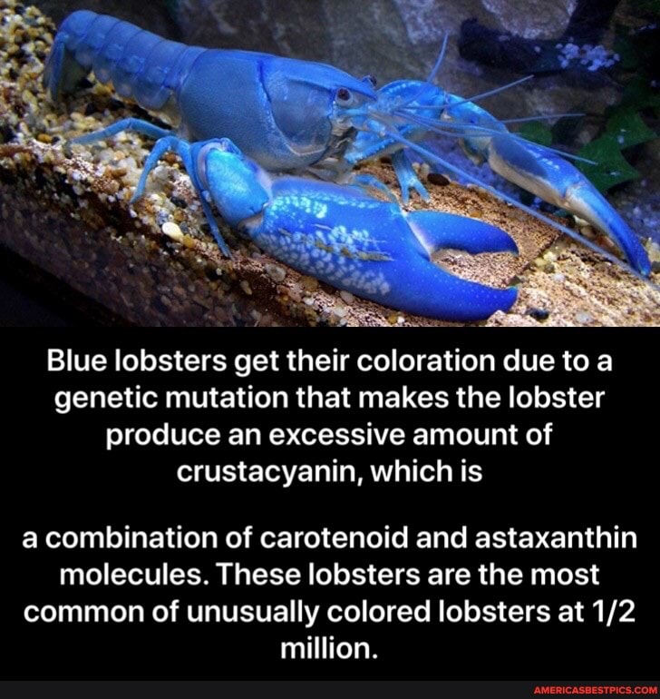 Blue Lobsters Get Their Coloration Due To A Genetic Mutation That Makes ...