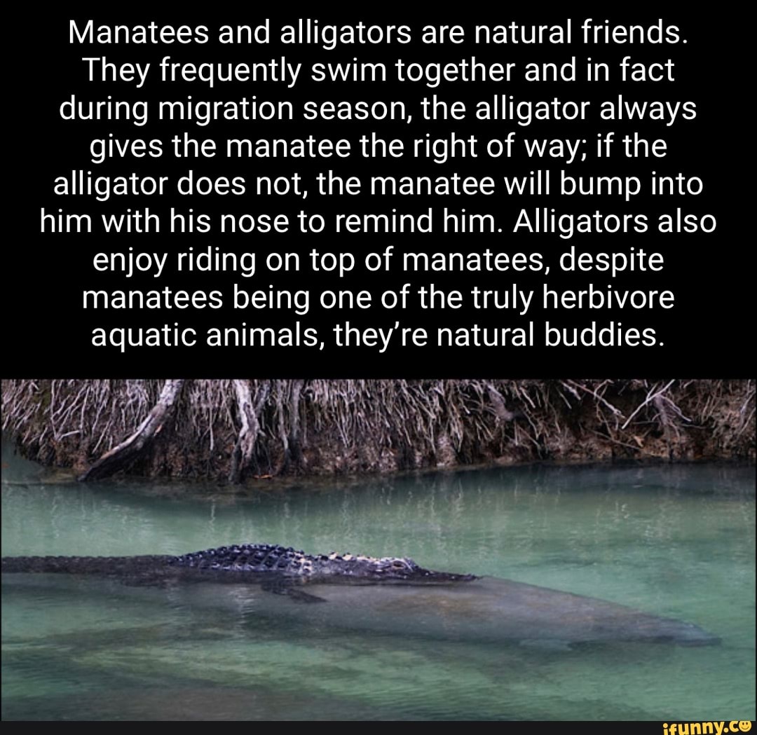 Manatees and alligators are natural friends. They frequently swim
